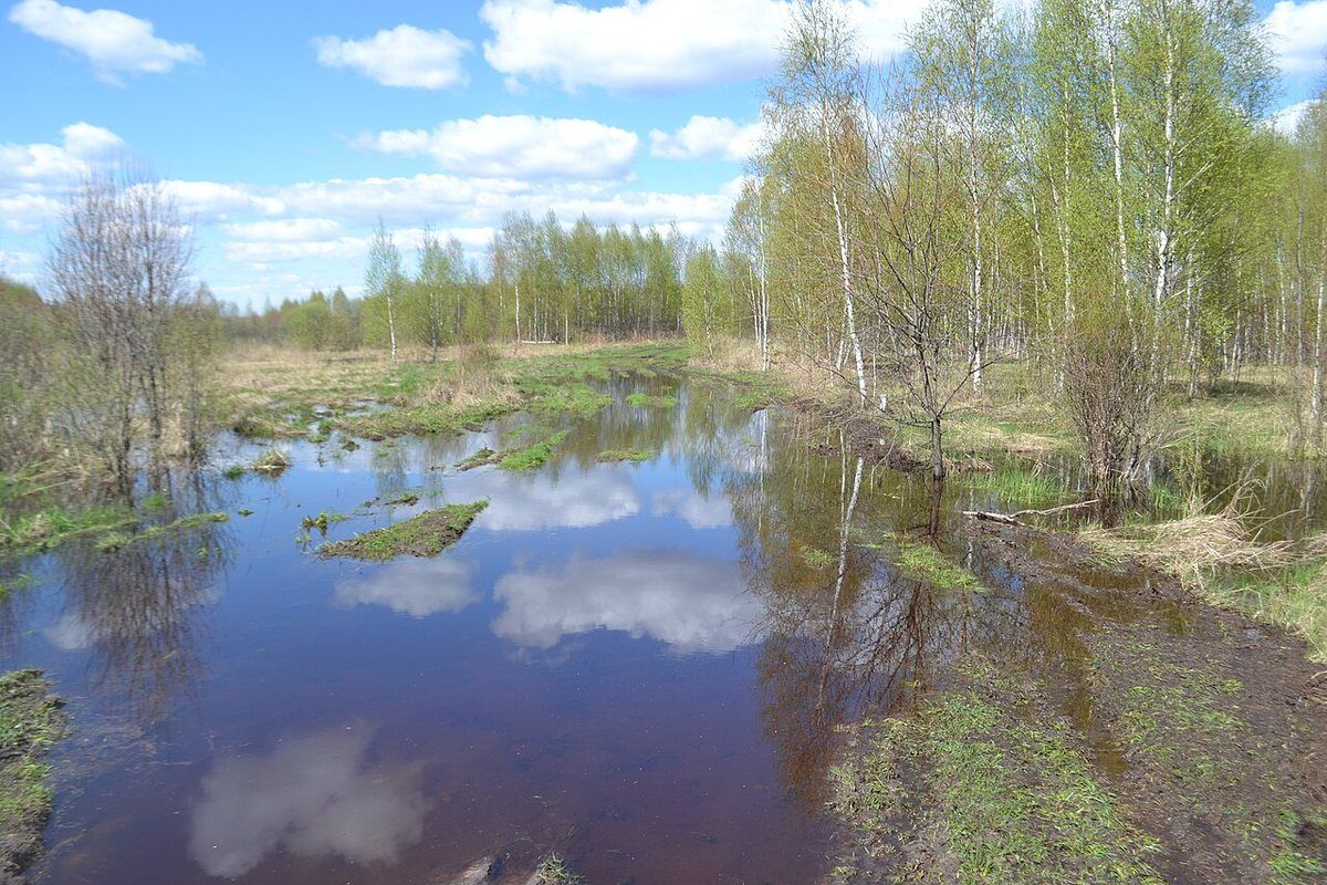 Апрель, вода ещё высокая: окунь стоит у затопленных кустов и берёз, в метре-двух от берега.